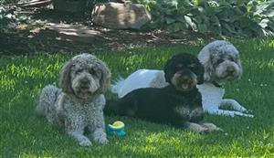 DOGS